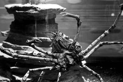 japanese spider crab © Lilly Schwartz 2012